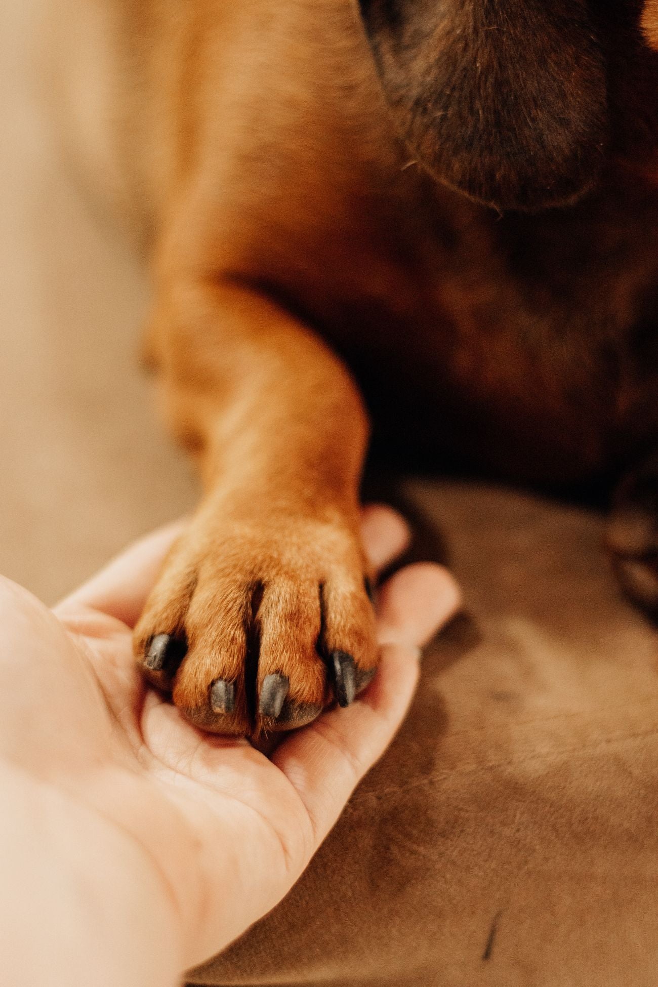 “And honestly? My dog's paws could use it too.”