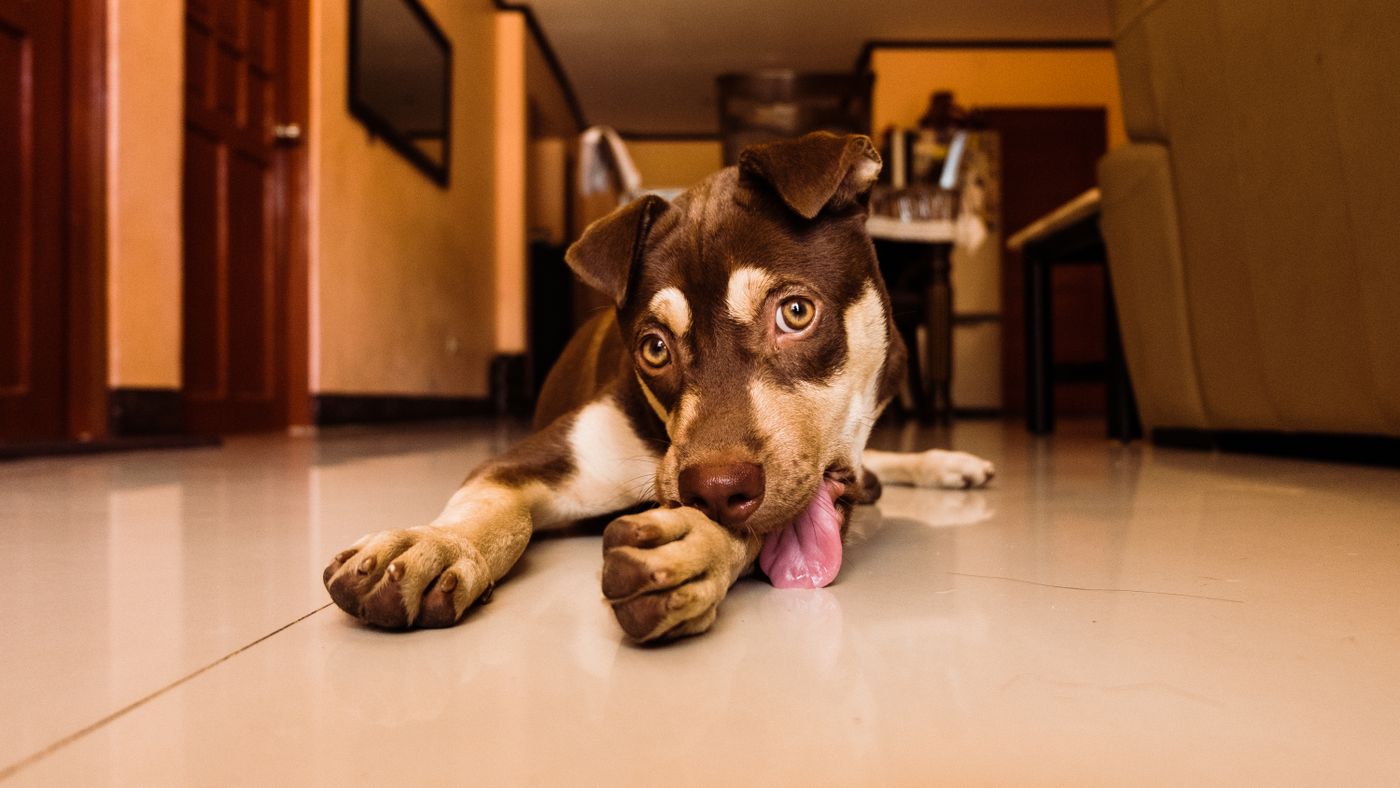The licking. The scratching. The smell.