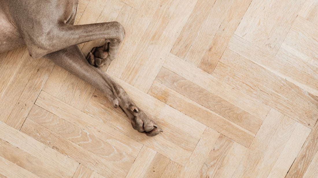 Close up of a dog's paws resting on a wooden floor