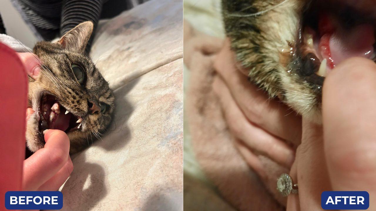 Before and after, the cat