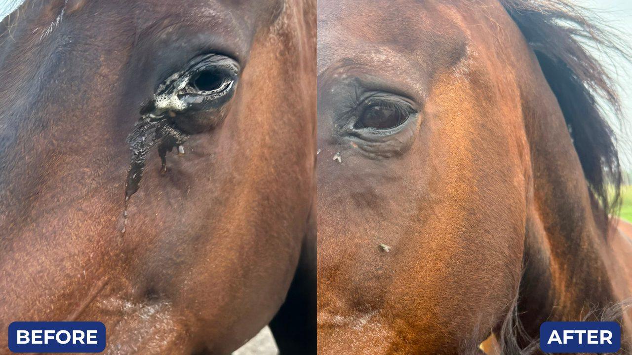 Before and after, the horse